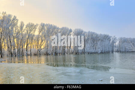 Arbres d'hiver glacial sur Danube Banque D'Images