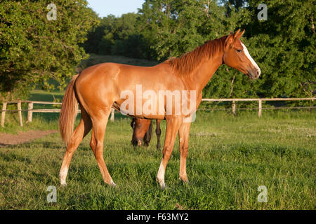 Un jeune Holsteiner chestnut mare est situé dans un pâturage Banque D'Images