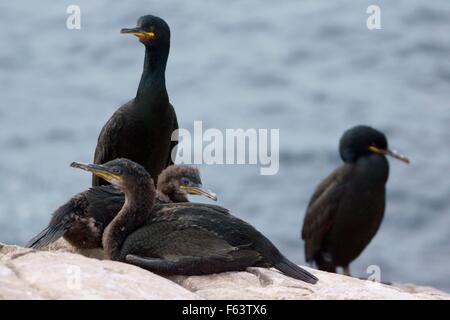 Une famille de cormorans (Phalacrocorax européenne) avec la mer en arrière-plan, iles farne, England, UK Banque D'Images