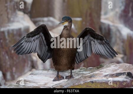 Un jeune oiseau de mer shag juvénile ses ailes ouvertes de séchage Banque D'Images