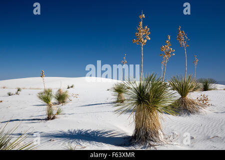 Alamogordo, Nouveau Mexique - Soaptree yucca Yucca elata (plantes) à White Sands National Monument. Banque D'Images