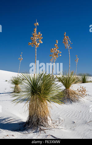 Alamogordo, Nouveau Mexique - Soaptree yucca Yucca elata (plantes) à White Sands National Monument. Banque D'Images