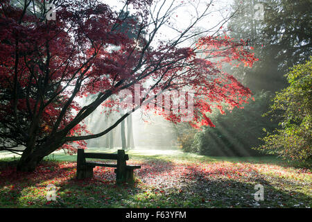 Arbres d'Acer, le banc et les rayons du soleil en automne à Westonbirt Arboretum, Gloucestershire, Angleterre Banque D'Images