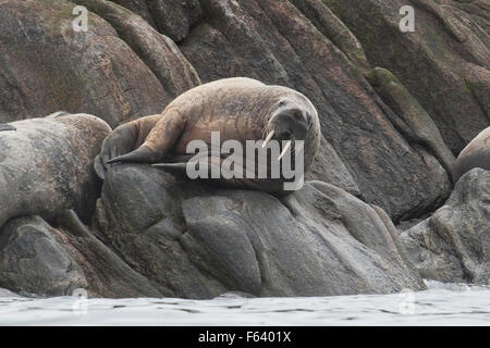 Le morse (Odobenus rosmarus), transporté sur des rochers, l'île de Baffin, de l'Arctique canadien. Banque D'Images