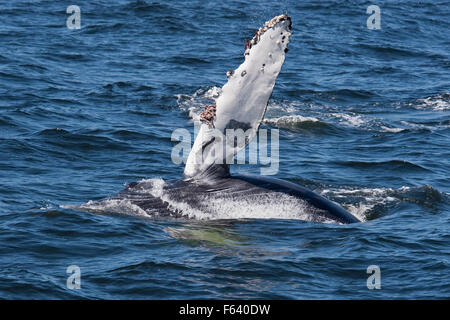 Baleine à bosse (Megaptera novaeangliae), pec-slapping ou flipper-slapping, Monterey, Californie, l'Océan Pacifique Banque D'Images
