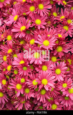 Chrysanthemum 'Kingfisher' fleurs. Banque D'Images