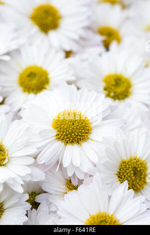 Chrysanthemum 'Ogmore Vale' fleurs. Banque D'Images