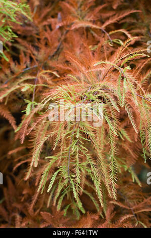 Taxodium distichum. Cyprès chauve en automne. Banque D'Images