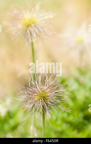 Têtes de graine de European Pasqueflower Banque D'Images