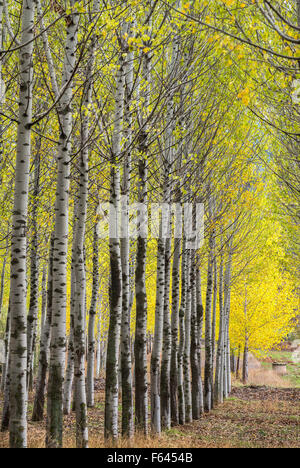 Un stand des peupliers noirs à l'automne près de Priego, province de Cuenca, Castilla-la Mancha, Centre de l'Espagne Banque D'Images