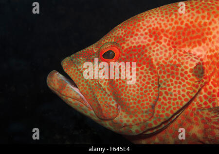 Portrait d'un mérou corail Léopard (Plectropomus leopardus) à Tulamben, Bali, Indonésie Banque D'Images