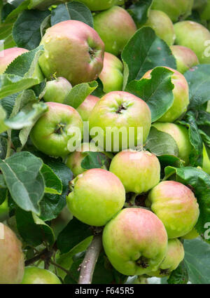 Un cluster de pommes sur une branche d'arbre Banque D'Images