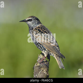 Étourneau sansonnet - Sturnus vulgaris. Banque D'Images