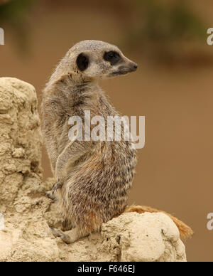 Close up of a Meerkat on guard Banque D'Images