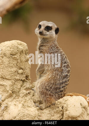 Close up of a Meerkat on guard Banque D'Images