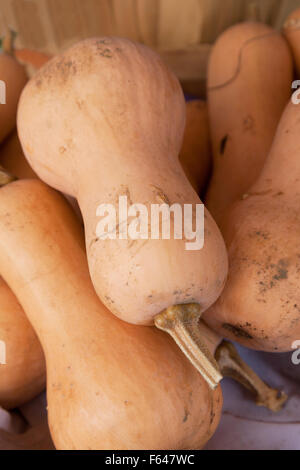 Courge Butternut courges légumes, New York USA Banque D'Images