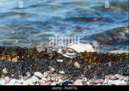 Tournepierre à collier oiseau parmi les algues et coquillages sur la côte de golfe du Saint-Laurent, archipel de Mingan, au Québec,Canada Banque D'Images