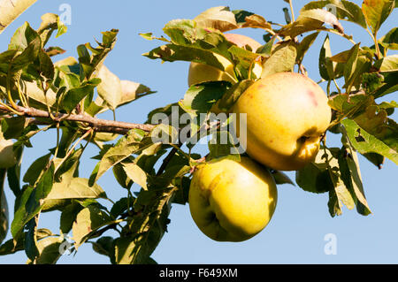 Les pommes de la variété Golden Delicious Starkspur poussant sur un arbre. Banque D'Images