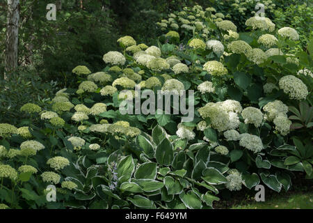 Birch Grove indigènes atteindre planté de diverses frontières hortensias composé avec des herbes ornementales, arbustes et vivaces. Banque D'Images