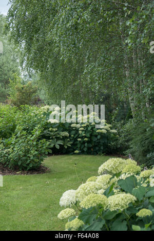 Birch Grove indigènes atteindre planté de diverses frontières hortensias composé avec des herbes ornementales, arbustes et vivaces. Banque D'Images