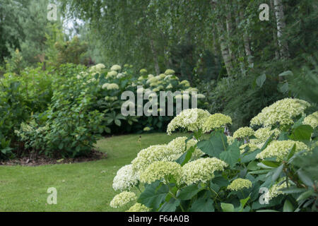 Birch Grove indigènes atteindre planté de diverses frontières hortensias composé avec des herbes ornementales, arbustes et vivaces. Banque D'Images