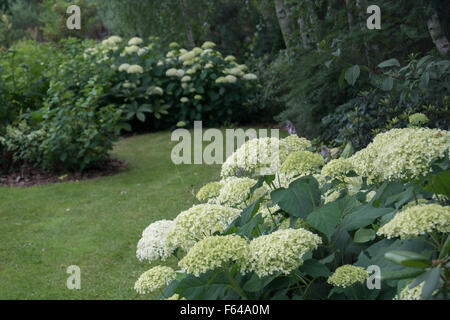 Birch Grove indigènes atteindre planté de diverses frontières hortensias composé avec des herbes ornementales, arbustes et vivaces. Banque D'Images