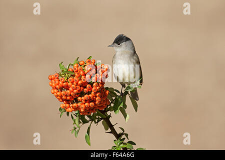 Blackcap - Sylvia atricapilla - mâle Banque D'Images