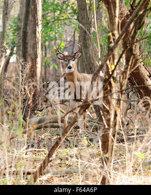 Le cerf de Virginie. Buck en six points dans les bois. Odocoileus virginianus Banque D'Images