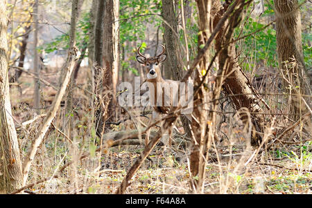 Le cerf de Virginie. Buck en six points dans les bois. Odocoileus virginianus Banque D'Images