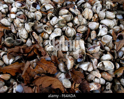 Coquilles et feuilles d'automne sur la rivière Fal, Falmouth, Cornwall, UK Banque D'Images