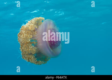 L'Océan indien, les Maldives. 28 Sep, 2015. Le chou-fleur des méduses (Cephea cephea) Océan Indien, les Maldives © Andrey Nekrasov/ZUMA/ZUMAPRESS.com/Alamy fil Live News Banque D'Images