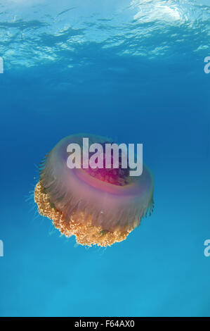 28 septembre 2015 - Le chou-fleur des méduses (Cephea cephea) Océan Indien, les Maldives © Andrey Nekrasov/ZUMA/ZUMAPRESS.com/Alamy fil Live News Banque D'Images