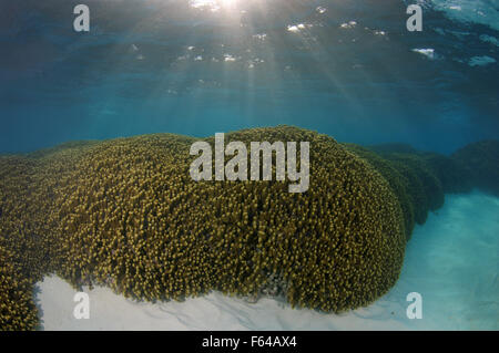 L'Océan indien, les Maldives. 28 Sep, 2015. Doigt de joyaux (corail Porites cylindrica), de l'Océan Indien, les Maldives © Andrey Nekrasov/ZUMA/ZUMAPRESS.com/Alamy fil Live News Banque D'Images