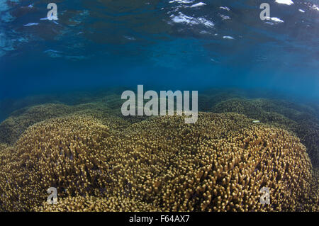 L'Océan indien, les Maldives. 28 Sep, 2015. Doigt de joyaux (corail Porites cylindrica), de l'Océan Indien, les Maldives © Andrey Nekrasov/ZUMA/ZUMAPRESS.com/Alamy fil Live News Banque D'Images