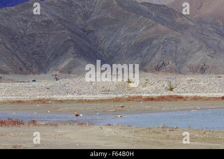 Ruddy shelducks-ngang ser-ngur pa-chi ma ya oiseaux ou Tadorna ferruginea. Les banques d'une branche de la rivière Yarlung Tsangpo-Tibet. Banque D'Images