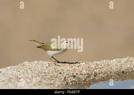 Western Bonelli's Warbler - Phylloscopus bonelli Banque D'Images