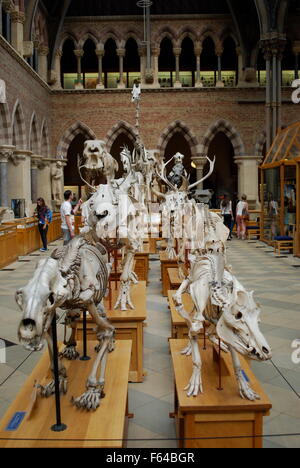 Des squelettes d'animaux, Oxford University Museum of Natural History Banque D'Images