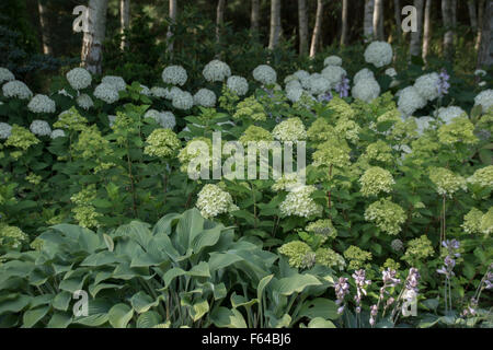 Birch Grove indigènes atteindre planté de diverses frontières hortensias composé avec des herbes ornementales, arbustes et vivaces. Banque D'Images