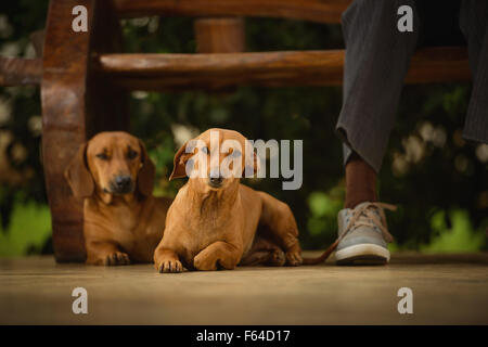 Couple de chiens sous le siège de la compagnie à l'homme. Banque D'Images