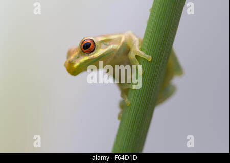 (Osteopilus septentrionalis Rainette cubaine) Fort Myers, Floride, USA. Les espèces introduites. Banque D'Images