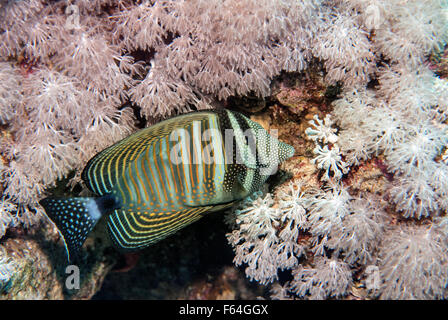 Mer Rouge sailfin tang ou Desjardin's sailfin tang (Zebrasoma desjardinii), Acanthuridae, Sharm el Sheikh, Mer Rouge, Egypte Banque D'Images