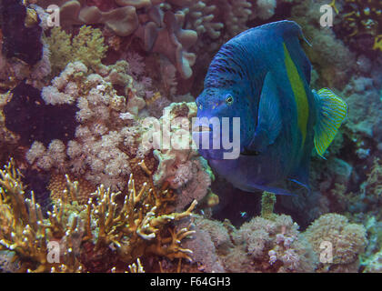 Yellowbar angelfish Pomacanthus maculosus, Pomacanthidae, Sharm el Sheikh, Mer Rouge, Egypte Banque D'Images