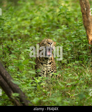 Dans l'indien leopard Kabini réserver forêt, Karnataka Banque D'Images