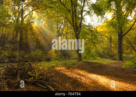 Blanc brillant de soleil tôt le matin brillant à travers les arbres en automne, à Elswout Park, Overveen, Hollande du Nord, aux Pays-Bas. Banque D'Images