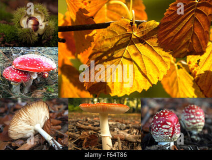 Amanita muscaria, fly fly agaric ou amanita, sweet chestnut Castanea sativa, et feuilles d'automne- une impression d'automne coloré. Banque D'Images