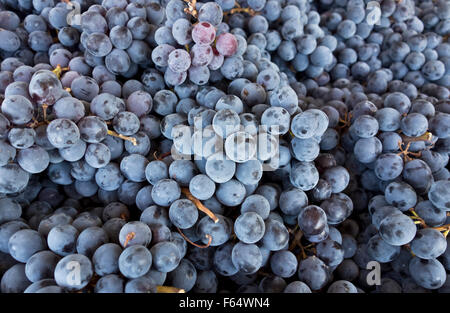 Grappes de raisins Coronation. Des grappes de raisin bleu violet petite, cultivés dans la région de l'Okanagan, BC Canada. Banque D'Images