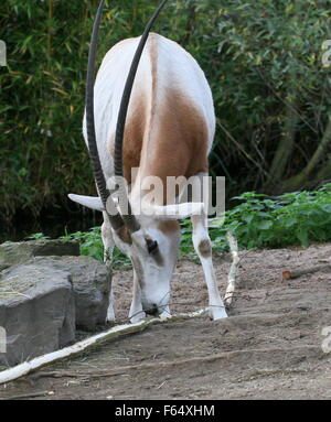 Oryx algazelle saharienne ou scimitar-horned oryx (Oryx dammah) se nourrissent de l'écorce des arbres Banque D'Images