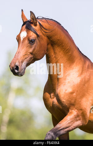 Cheval Arabe, Cheval Arabe. Portrait de bay étalon. La Suisse Banque D'Images