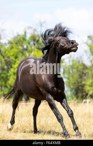 Barb Horse. Étalon noir l'affichage sur un pâturage. Allemagne Banque D'Images
