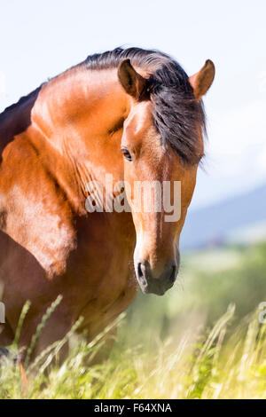 Freiberger Cheval. Portrait de bay gelding dans l'herbe haute. La Suisse Banque D'Images